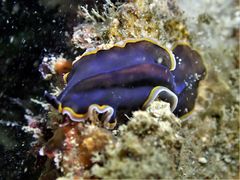 Pseudobiceros hancockanus