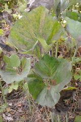 Petasites spurius