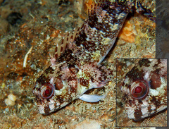 Lipophrys trigloides