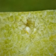 Polystepha pustuloides