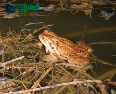 Bufo eichwaldi