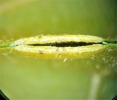 Polystepha pustuloides