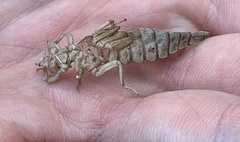 Stylurus notatus