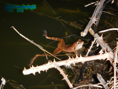 Rana pseudodalmatina