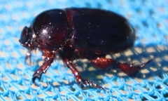 Temnorhynchus retusus