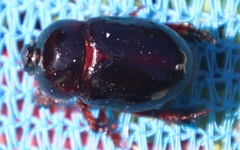 Temnorhynchus retusus