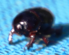 Temnorhynchus retusus