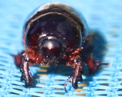 Temnorhynchus retusus