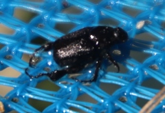 Temnorhynchus retusus