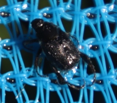 Temnorhynchus retusus