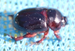 Temnorhynchus retusus