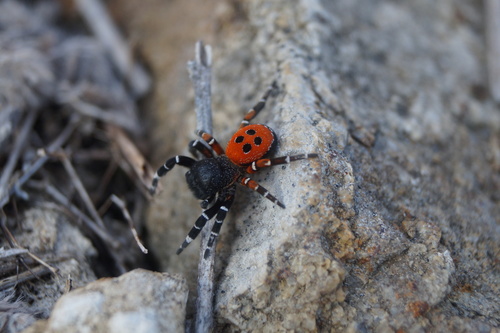 Ladybird Spider, 79235 Vogtsburg im Kaiserstuhl, Deutschland, photo 7 of 10