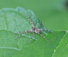 Dolomedes albineus