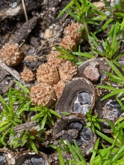 Cyathus stercoreus