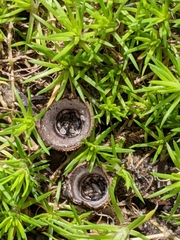 Cyathus stercoreus