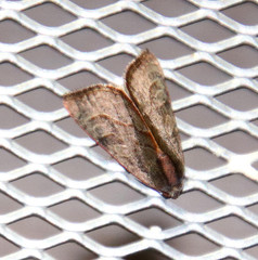 Galgula