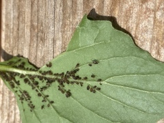 Aphididae
