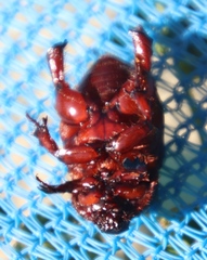 Temnorhynchus retusus