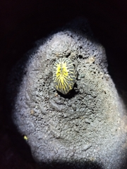 Gymnetis stellata