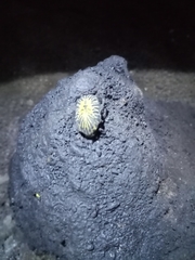 Gymnetis stellata