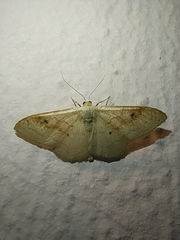 Idaea rubraria
