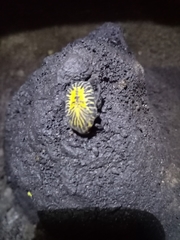 Gymnetis stellata