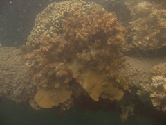 Montipora capitata