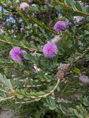 Melaleuca nesophila