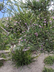 Melaleuca nesophila
