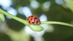 Harmonia axyridis