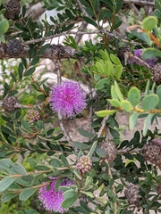 Melaleuca nesophila