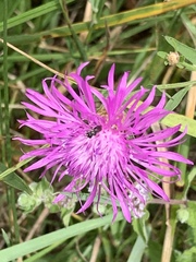 Centaurea × moncktonii