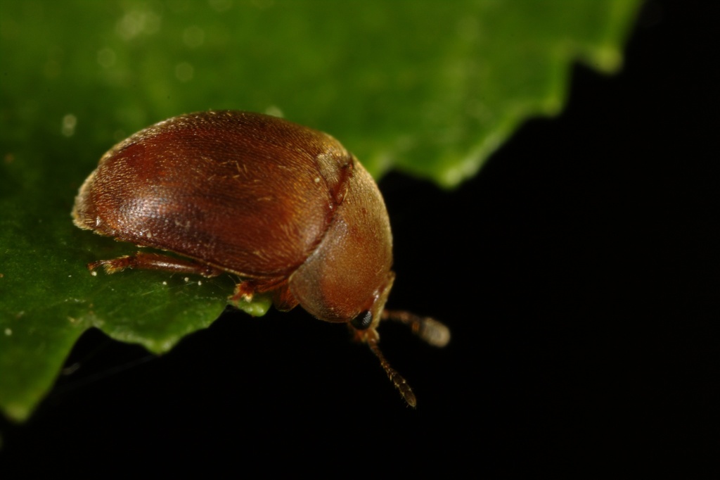 Grote gele glanskever, photo 1 of 10