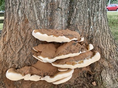 Ganoderma applanatum