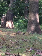 Sciurus carolinensis
