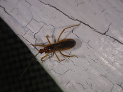 Saicinae