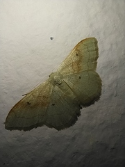Idaea rubraria