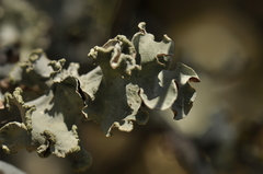 Parmotrema hypoleucinum