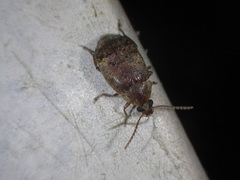 Amblycerus robiniae