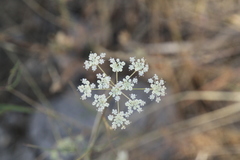 Perideridia gairdneri