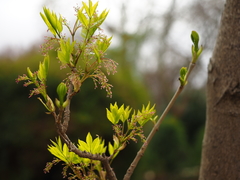 Fraxinus chinensis