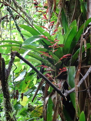 Vriesea elata