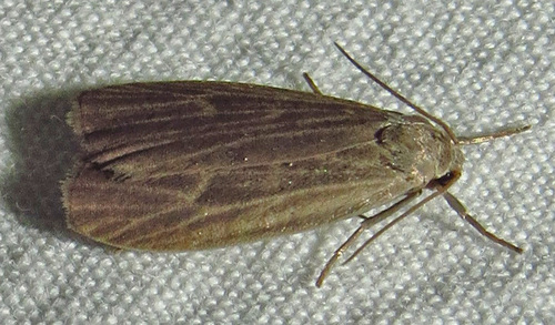 Uniform Lichen Moth photo 4