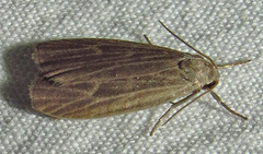 Crambidia uniformis