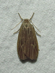 Crambidia uniformis