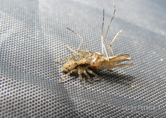 Saitis variegatus