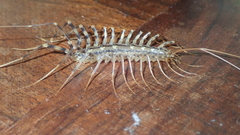 Scutigera coleoptrata