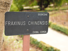 Fraxinus chinensis