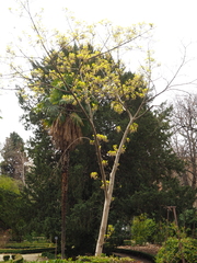 Fraxinus chinensis