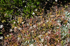 Micranthes bryophora